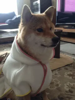 🐕 개, 시바견, 애완동물, 동물, 귀여운, 반려동물 whatsapp sticker