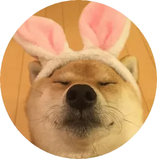 🤐 pies, shiba inu, uszy królika, zwierzę domowe, zwierzę, słodki telegram sticker
