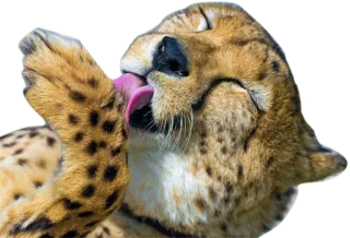 😸 cheetah, licking, animal, cat, spots whatsapp sticker