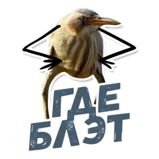 🧐 ГДЕ БЛЭТ 鸟, 搞笑, 表情包, 冒犯 telegram sticker