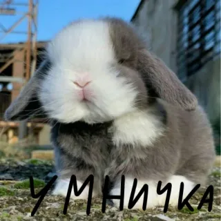 🐰 УМНИЧКА lapin, lapinou, mignon, animal, animal de compagnie, domestique whatsapp sticker