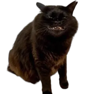 😈 black cat, cat, animal, pet, meme, funny, teeth, grumpy telegram sticker