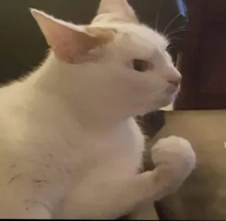 😠 Katze, weiß, Tier, Haustier, zahm, Faust telegram sticker
