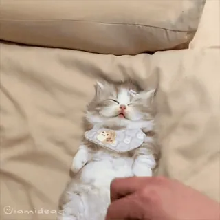 😈 mèo, mèo con, thú cưng, động vật, dễ thương, ngủ, em bé, vật nuôi whatsapp sticker