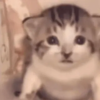🌟 kätzchen, katze, süß, haustier, tier telegram sticker