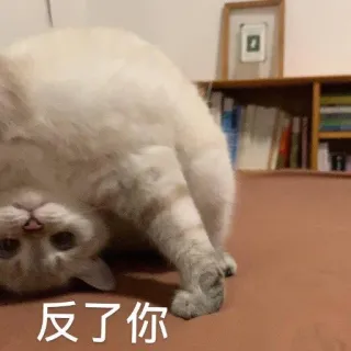 ☺️ 反了你 gatto, divertente, sottosopra, meme telegram sticker