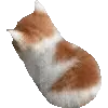 🐱