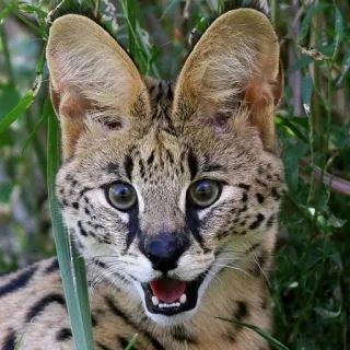 😱 Serval, Katze, Tier, Wildtier, Katzenartig, Säugetier whatsapp sticker