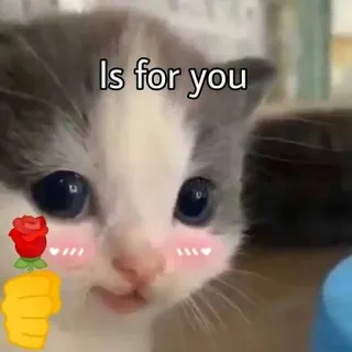 ☺️ Is for you anak kucing, mawar, cinta, imut, menggemaskan, hadiah telegram sticker