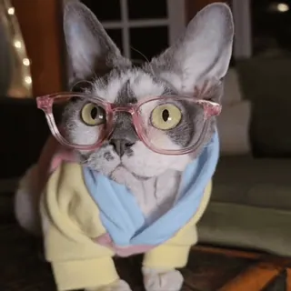 🤓 Katze, Brille, Haustier, Tier, süß, entzückend, zahm, Säugetier telegram sticker