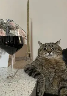 😒 chat, vin, animal, animal de compagnie, verre, table, bougie, drôle telegram sticker