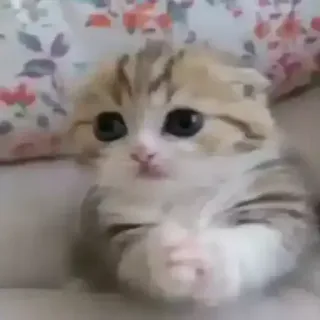 😐 猫, 小猫, 可爱, 动物, 宠物, 家猫, 哺乳动物 whatsapp sticker