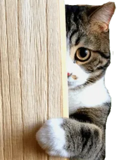 😕 cat, animal, cute, pet, peek, hiding, wood telegram sticker