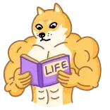 Doge telegram stickers