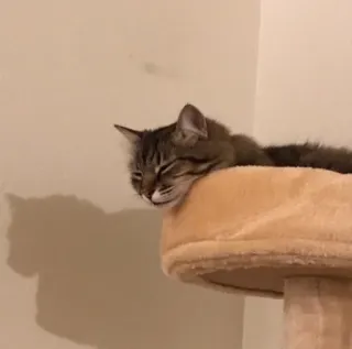 😴 cat, sleeping, pet, animal, feline, domestic cat, rest, relaxing whatsapp sticker