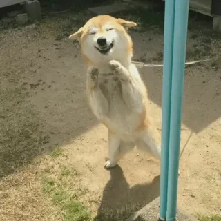 🤗 chien, shiba inu, animal, animal de compagnie, debout, joyeux telegram sticker