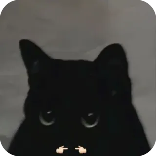 🐱 猫, 面白い, 動物, ミーム, 指 telegram sticker