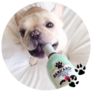 🐶 BARKARDI SUPERIOR RUM собака, ром, напиток, щенок, алкоголь, домашнее животное, игрушка, бакарди telegram sticker