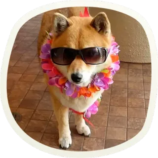 🐶 51 very cute doggies @lennysticker telegram stickers