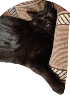 😶 kucing, tidur, kucing hitam, hewan, hewan peliharaan, tempat tidur whatsapp sticker