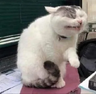 🎃 gato, animal, meme, engraçado, animal de estimação, gato branco whatsapp sticker