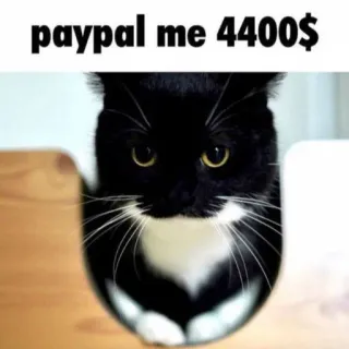 💸 paypal me 4400$ cat, black cat, humor, money request, paypal whatsapp sticker