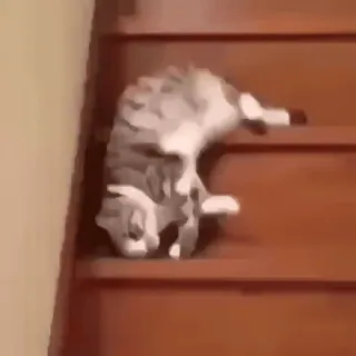 😻 cat, stairs, animal, feline, pet, tabby telegram sticker