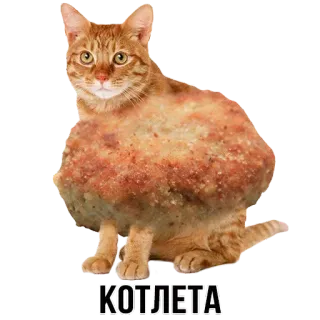 🍽 КОТЛЕТА gatto, cotoletta, animale, cibo, divertente telegram sticker
