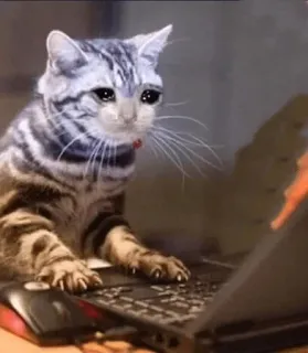 😩 猫, ラップトップ, 悲しい, タイピング, 動物, コンピューター telegram sticker