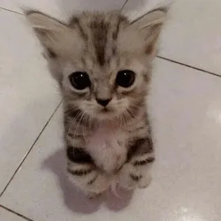 🥺 котенок, кошка, милый, очаровательный, питомец, животное, кошачий telegram sticker