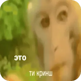 😔 ЭТО
ТИ КРИНЖ scimmia, animale, meme, divertente, imbarazzante, espressione, reazione whatsapp sticker
