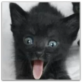 😂 子猫, 黒猫, 可愛い, 動物, ペット, 舌出し whatsapp sticker