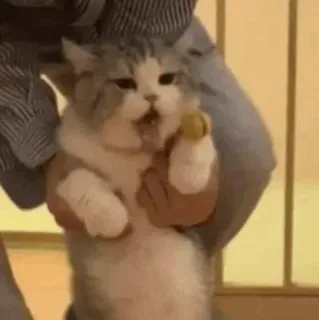😣 cat, funny, cute, pet, meme, feline, kitten, holding cat telegram sticker