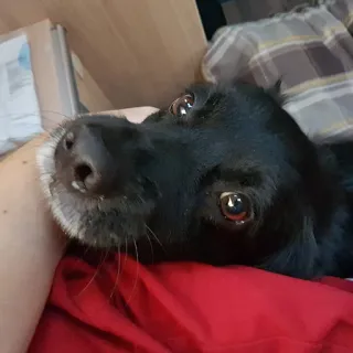 🐶 Hund, schwarzer Hund, Haustier, Tier, süß whatsapp sticker