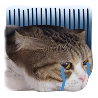😭 Katze, weinen, traurig, Tränen, Meme telegram sticker