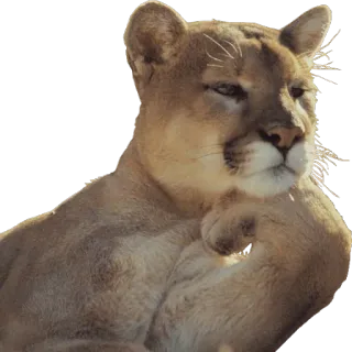 Animolz telegram stickers