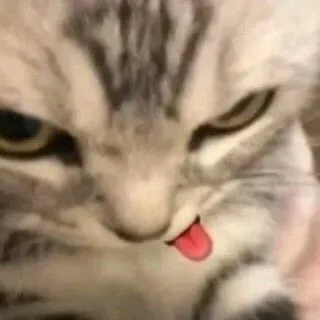 😋 chat, animal, mème, langue, drôle, mignon, chaton telegram sticker