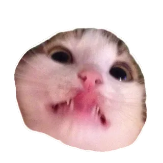 😱 cat, animal, funny, meme, sticker, pet telegram sticker