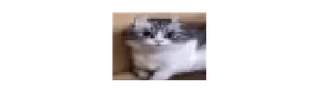 🙂 cat, cute, animal, pet telegram sticker