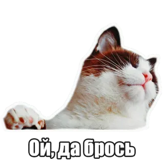 😌 Ой, да брось chat, animal, mignon, drôle, mème telegram sticker