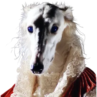 🐩 cane, borzoi, elegante, animale, animale domestico telegram sticker