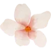 🌸