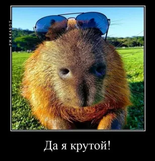 Капибарский пон :: @fStikBot whatsapp stickers