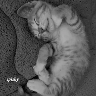 🕸 ipishy 猫, 小猫, 睡觉, 动物, 可爱, 宠物, 家养 telegram sticker