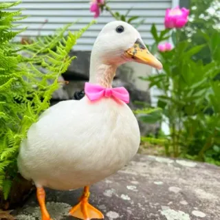 🎀 pato, fofo, gravata borboleta, animal, natureza, branco, rosa telegram sticker