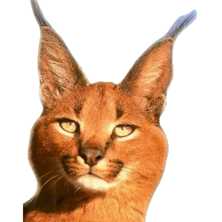 🙂 каракал, кошка, животное, уши, дикая кошка, рысь telegram sticker