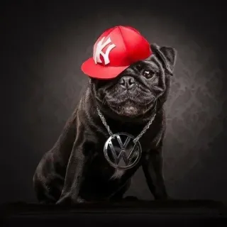 🥶 cachorro, pug, chapéu, chapéu vermelho, cachorro com chapéu, corrente, animal, animal de estimação, vw, colar telegram sticker