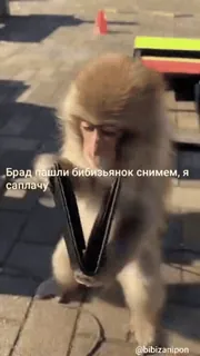 🌟 Брад нашли бибизьянок снимем, я заплачу monkey, animal, funny, primate whatsapp sticker