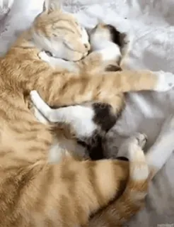 💗 cat, kitten, animals, cute, pet, orange tabby, sleeping whatsapp sticker
