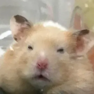 😣 hamster, animal, animal de compagnie, rongeur, mignon, doux, petit telegram sticker